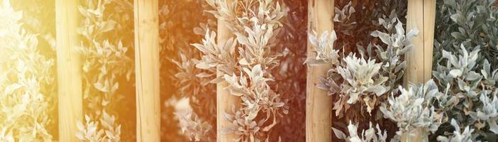 valla de madera decorativa y arbustos verdes blancos foto