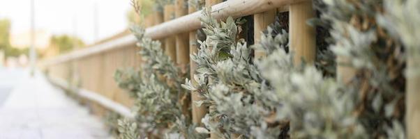 Decorative wooden fence and white green bushes photo