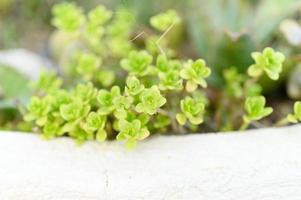 Plantas suculentas en un macizo de flores al aire libre.