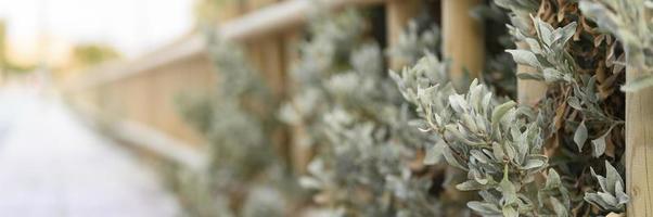 Decorative wooden fence and white green bushes photo