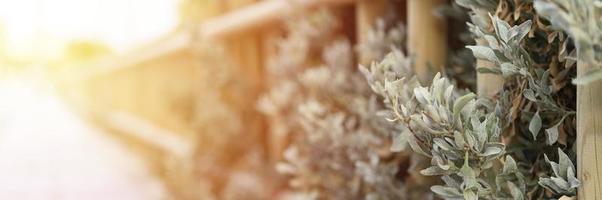 Decorative wooden fence and white green bushes photo