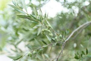 Aceitunas verdes que crecen en una rama de olivo en el jardín foto