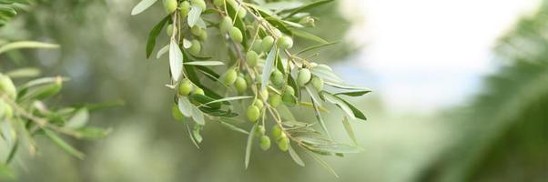 Aceitunas verdes que crecen en una rama de olivo en el jardín foto