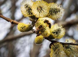 Yellow blooming willow photo