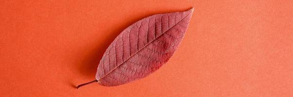 Single red fallen autumn cherry leaf on a red paper background photo