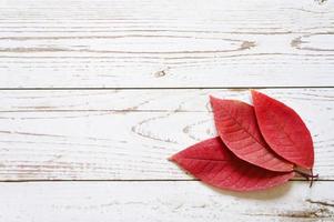Several red autumn fallen leaves on a light wooden board background photo