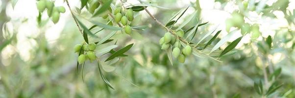 Aceitunas verdes que crecen en una rama de olivo en el jardín foto