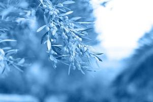 Olives growing on a olive tree branch in the garden photo