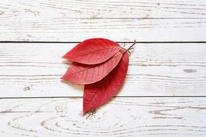 Varias hojas caídas de otoño rojo sobre un fondo de tablero de madera clara foto