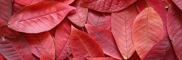 Fondo de hojas rojas de otoño caídas de un cerezo foto