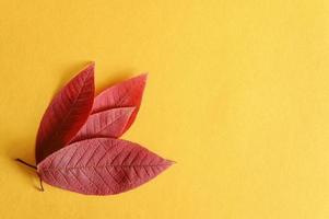 Several red fallen autumn cherry leaves on a yellow paper background flat lay