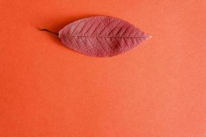 Red fallen autumn cherry leaf on a red paper background photo