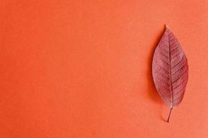 Hoja de cerezo de otoño rojo caído sobre un fondo de papel rojo foto
