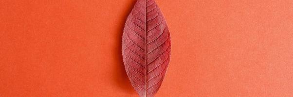 Hoja de cerezo de otoño rojo caído sobre un fondo de papel rojo foto