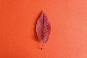 Red fallen autumn cherry leaf on a red paper background