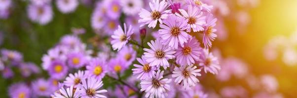 flores de otoño aster novi-belgii vibrantes en color violeta claro foto