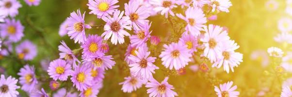 flores de otoño aster novi-belgii vibrantes en color violeta claro foto