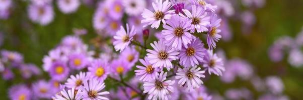 flores de otoño aster novi-belgii vibrantes en color violeta claro foto