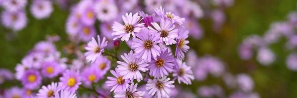 flores de otoño aster novi-belgii vibrantes en color violeta claro foto