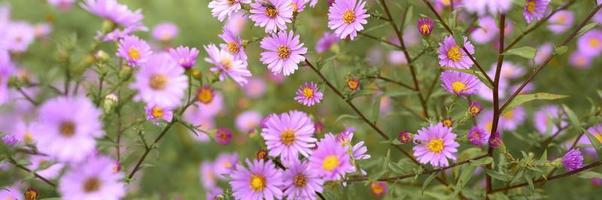 flores de otoño aster novi-belgii vibrantes en color violeta claro foto