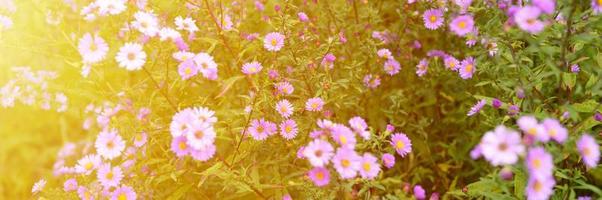 flores de otoño aster novi-belgii vibrantes en color violeta claro foto