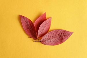 Several red fallen autumn cherry leaves on a yellow paper background flat lay