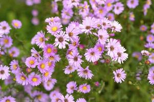 flores de otoño aster novi-belgii vibrantes en color violeta claro foto