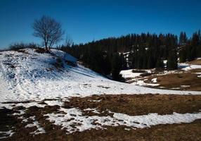 spring landscape with tree photo