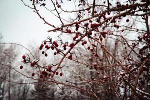 Red hawthorn berries in winter photo