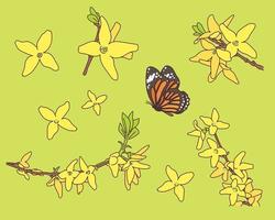 Forsythia and butterfly. vector