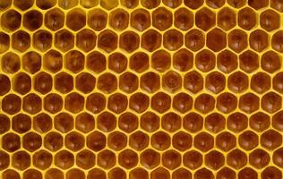 Close-up of a honeycomb photo