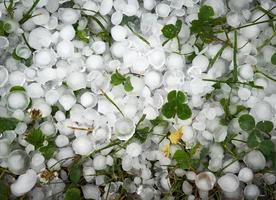 Green clover leaves covered with hail photo