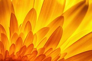 Gerbera flower petals photo