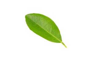 Lemon leaf isolated on white background photo