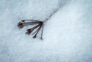planta seca con nieve derretida foto