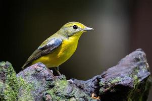 Pájaro papamoscas de respaldo verde en ramitas con fondo oscuro foto