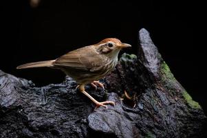 Babbler garganta de soplo o pájaro babbler manchado de pie sobre la madera