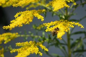 Bee on goldenrod photo