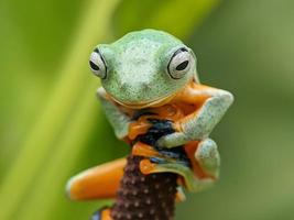 Green frog background photo