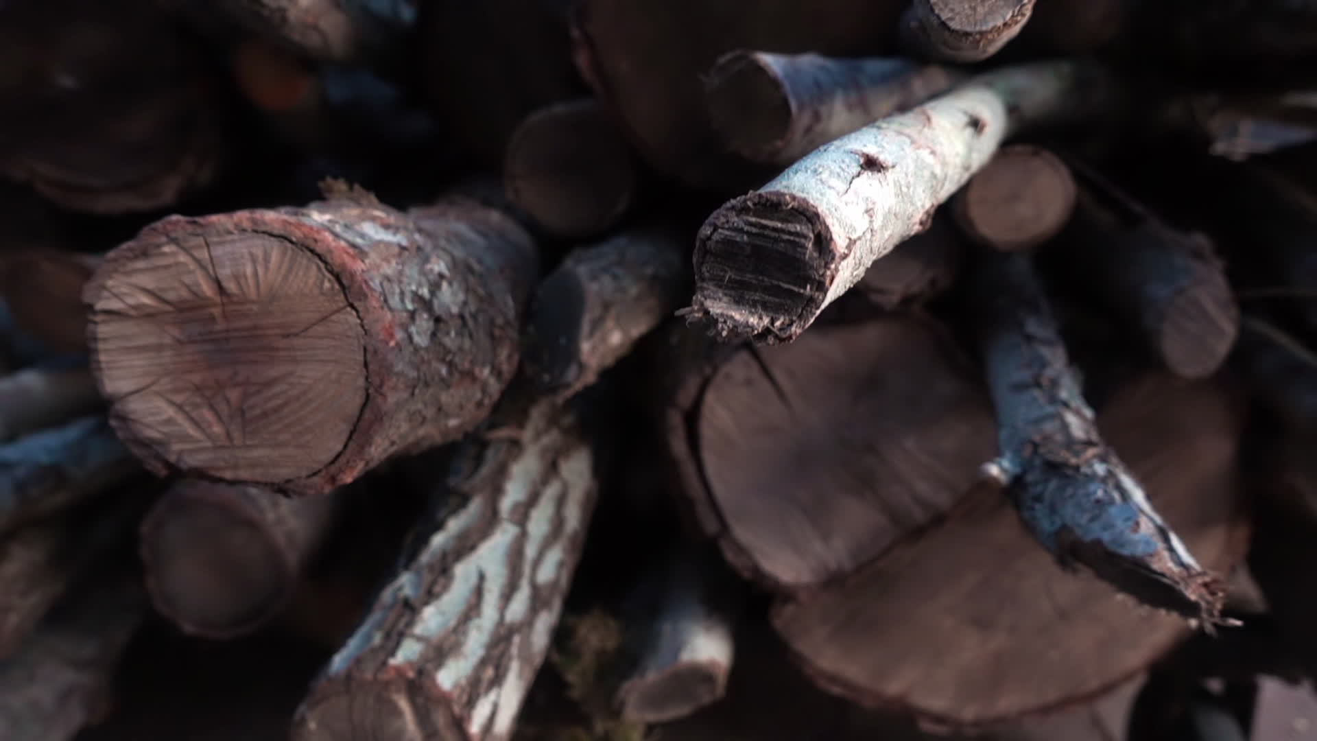 Free Stock Videos of Hardwood, Stock Footage in 4K and Full HD