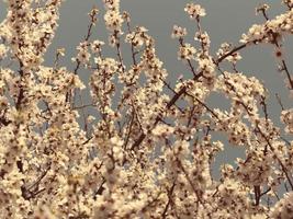 Beautiful almond blossoms against blue sky photo