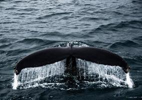 Cola de ballena gigante en el océano en Islandia foto