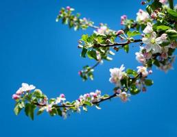 Pink blossoms on a branch photo