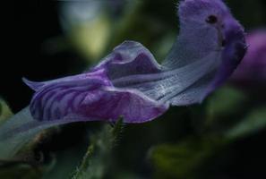 Purple autumnal flower photo