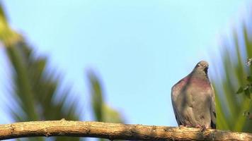 pombo empoleirado em galho de árvore video