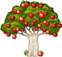 Manzanas rojas en un árbol aislado sobre fondo blanco. vector
