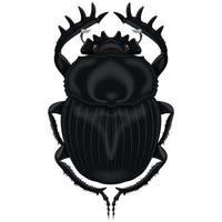 Ilustración de insecto, escarabajo pelotero vector