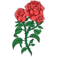 Vector design of a bouquet of roses, with leaves, stem and thorns