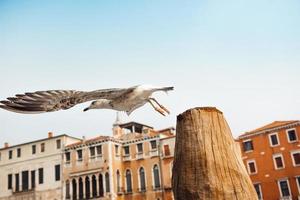 A bird gull sits on a log against Venetian houses photo