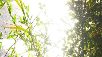 plante verte au soleil et dans l'eau du lac video